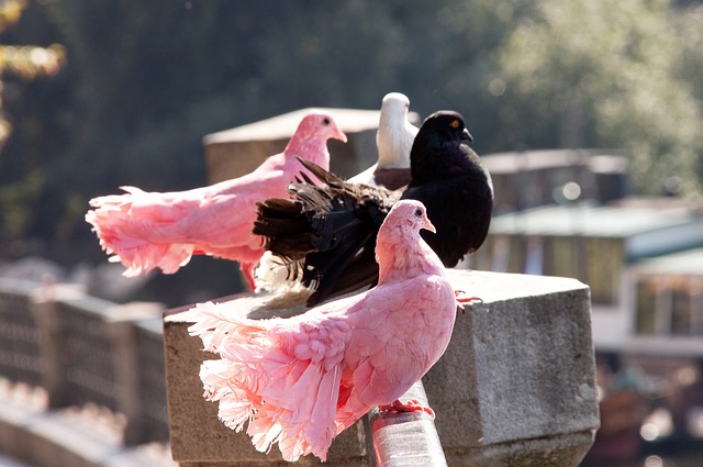 高昉洁和陈 高昉洁和陈